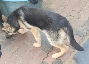 6-12 months Female Purebred German Shepherd