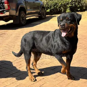 1+ year Female Purebred Rottweiler