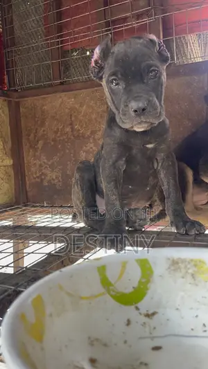 1-3 months Female Purebred Cane Corso