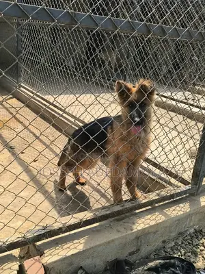 3-6 months Female Purebred German Shepherd