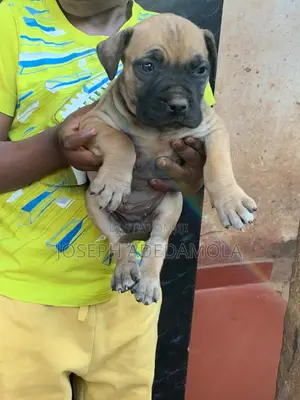 1-3 months Female Purebred Boerboel