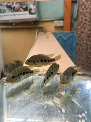 Six Point Cichlid