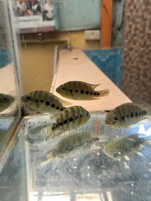 Six Point Cichlid
