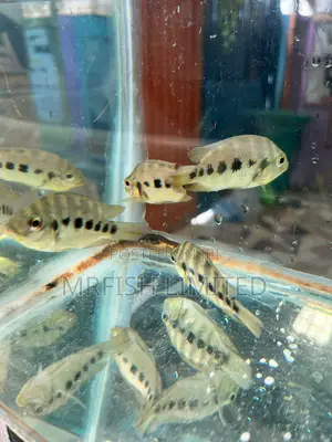 Six Point Cichlid