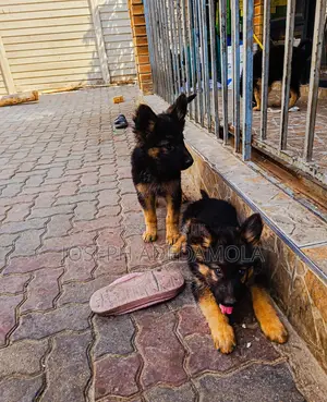 1-3 months Female Purebred German Shepherd