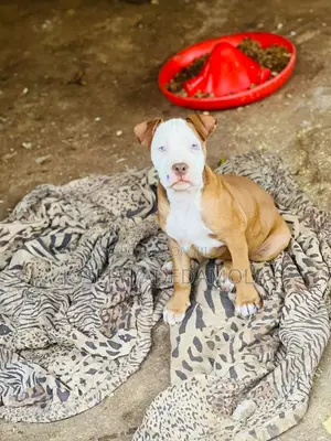 1-3 months Female Purebred American Pit Bull Terrier