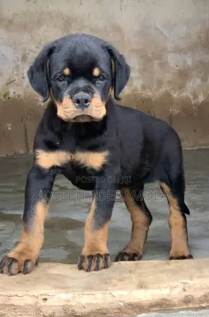 1-3 months Female Purebred Rottweiler