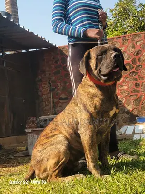 1+ year Male Purebred Boerboel