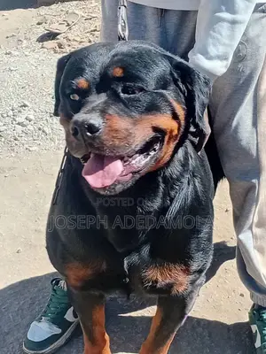 1+ year Male Purebred Rottweiler