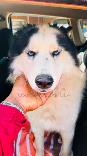 1+ year Female Purebred Siberian Husky