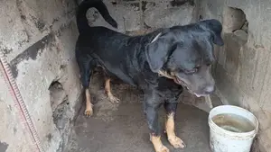 1+ year Male Purebred Rottweiler