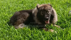 1+ year Female Purebred Caucasian Shepherd
