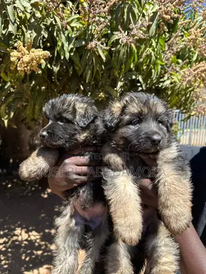 1-3 months Male Purebred German Shepherd