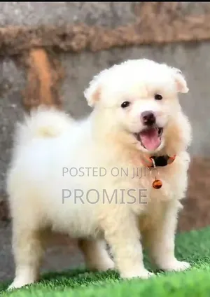 1-3 months Female Purebred American Eskimo