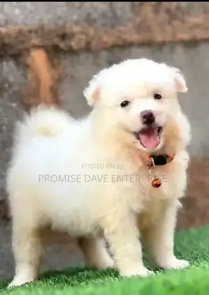 1-3 months Female Purebred American Eskimo