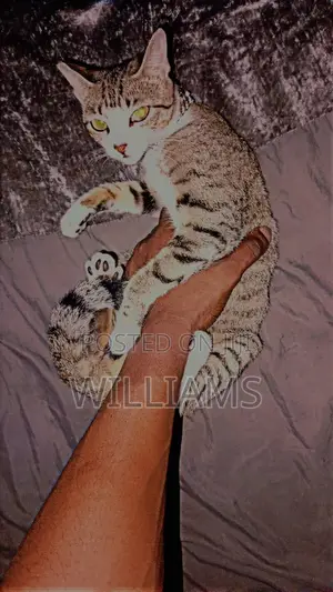 3-6 months Female Mixed Breed Tabby