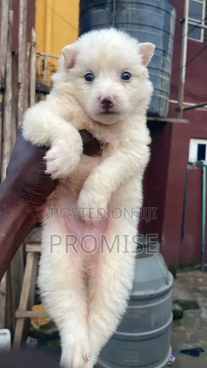 1-3 months Male Purebred American Eskimo