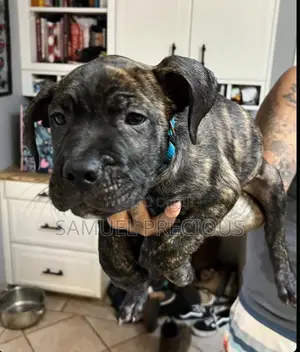 3-6 months Female Purebred Cane Corso