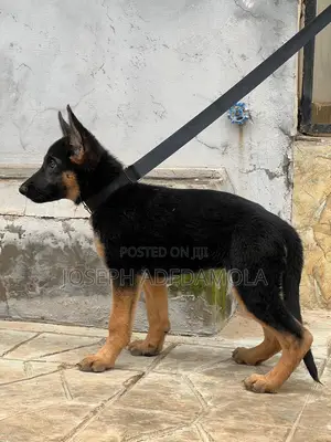 1-3 months Female Purebred German Shepherd