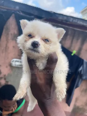 1-3 months Male Purebred American Eskimo