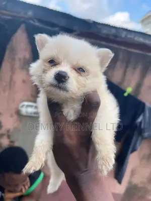 1-3 months Male Purebred American Eskimo