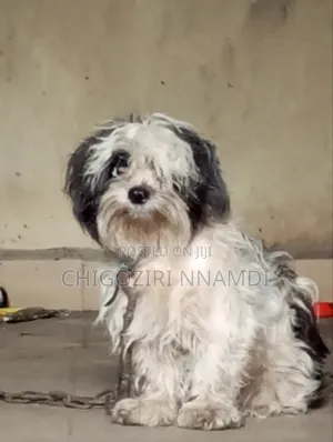 1+ year Male Purebred Lhasa Apso
