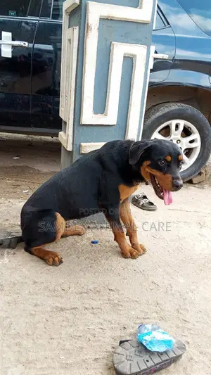 6-12 months Female Purebred Rottweiler