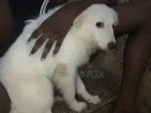 6-12 months Male Purebred American Eskimo
