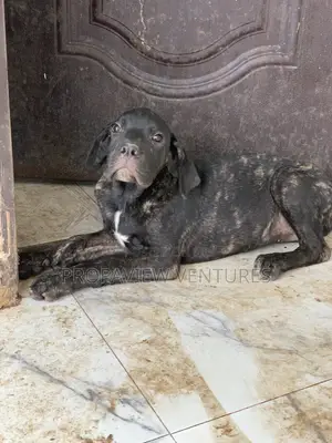 3-6 months Female Purebred Cane Corso