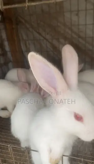 Foreign Bunnies Available/ Weaners