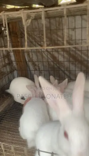 Foreign Bunnies Available/ Weaners