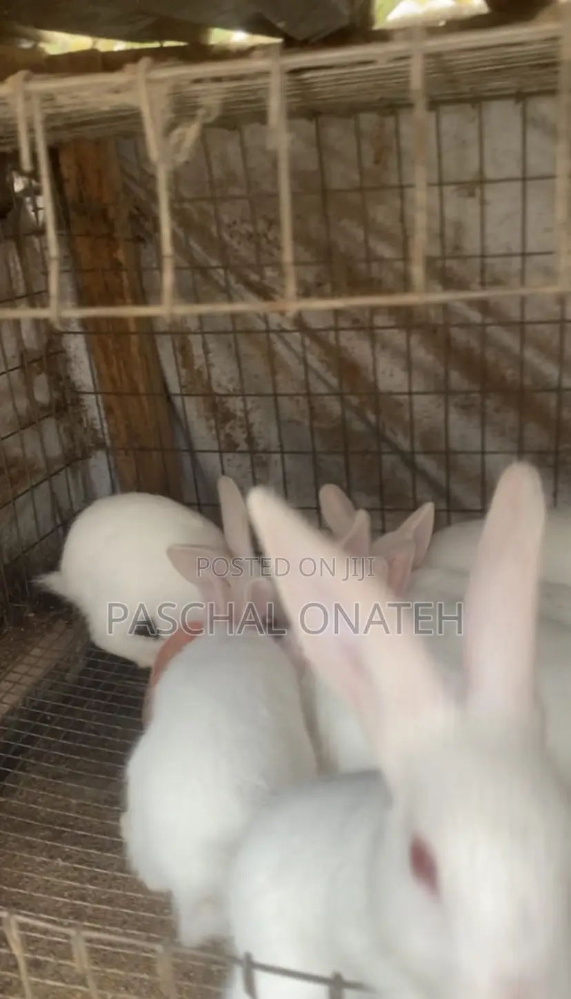 Foreign Bunnies Available/ Weaners