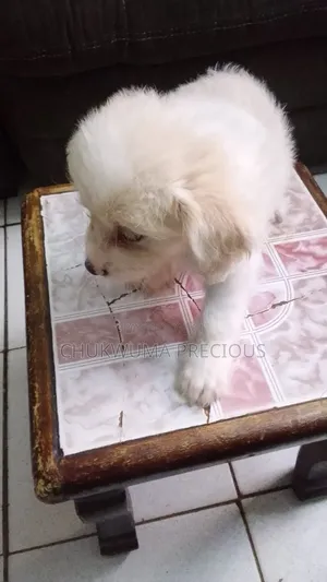 1-3 months Male Purebred Lhasa Apso