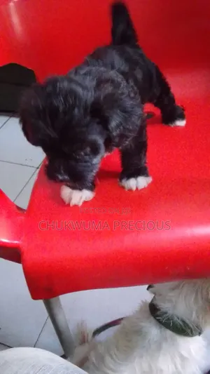 1-3 months Female Purebred Lhasa Apso