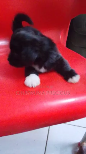 1-3 months Male Purebred Lhasa Apso