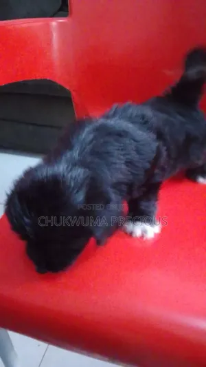 1-3 months Male Purebred Lhasa Apso