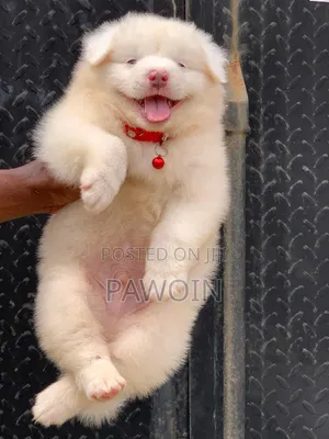 1-3 months Male Purebred American Eskimo