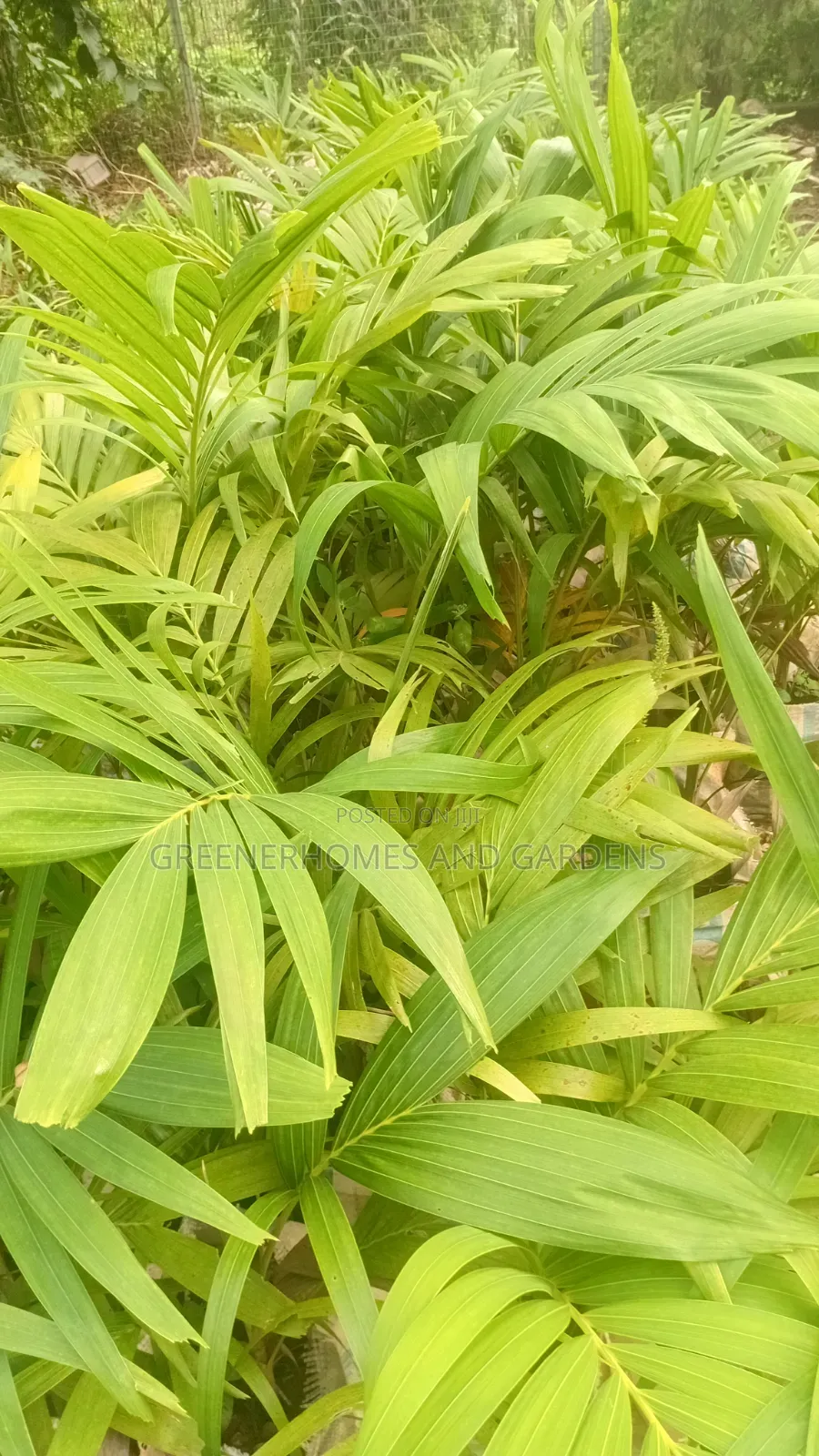 Queens Palm