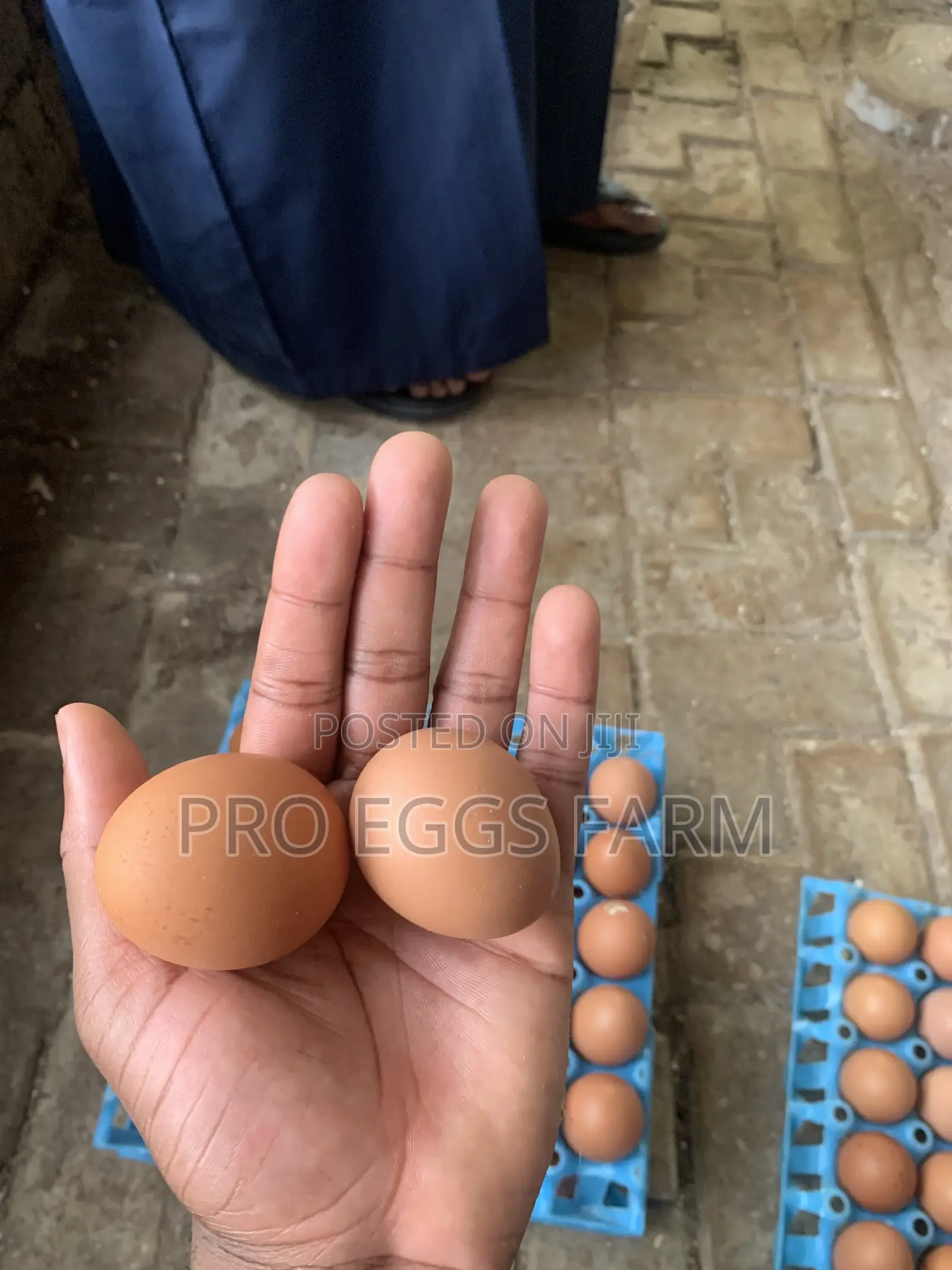Fresh Eggs Supply