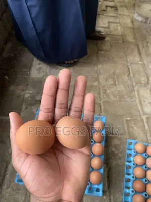 Fresh Eggs Supply