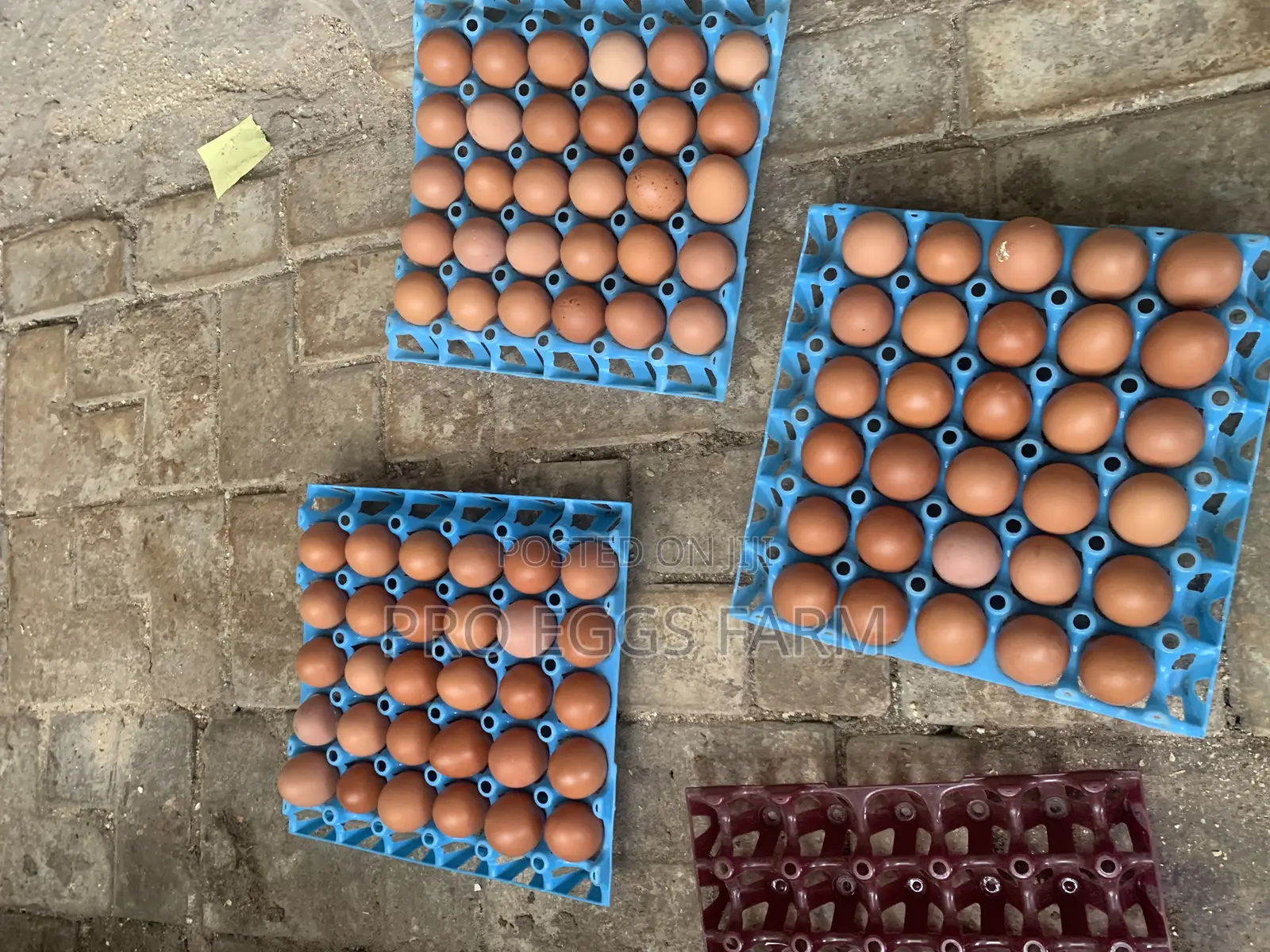 Fresh Eggs Supply