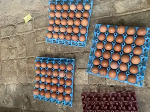 Fresh Eggs Supply