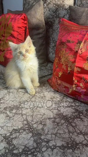 3-6 months Male Purebred Persian