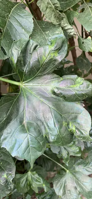 Tree Spinach/Ugu Oyibo/Efo Iyana Ipaja