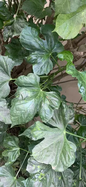 Tree Spinach/Ugu Oyibo/Efo Iyana Ipaja