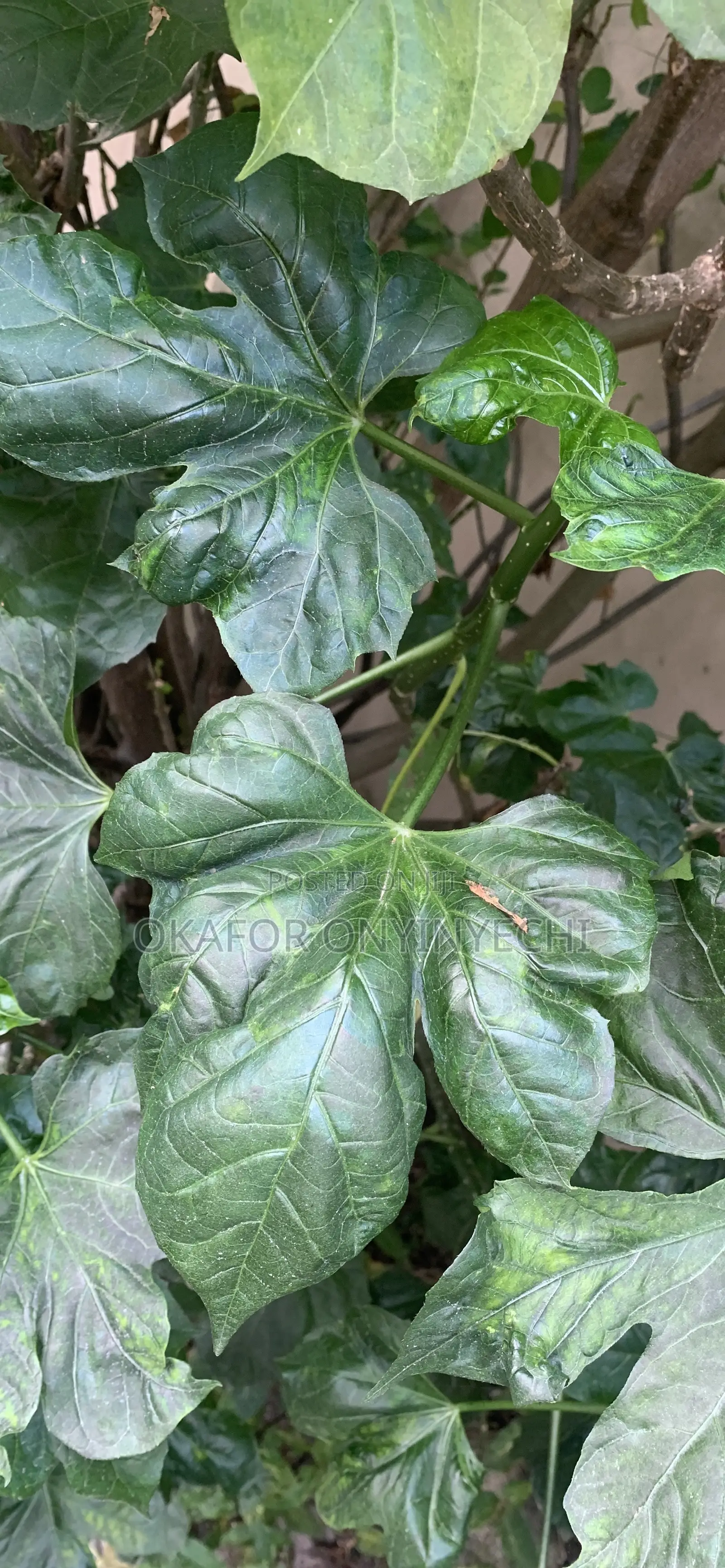 Tree Spinach/Ugu Oyibo/Efo Iyana Ipaja