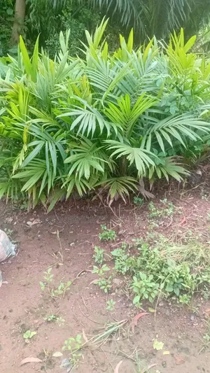 Oil Palm Seedlings