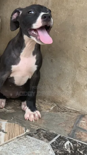 1-3 months Female Purebred American Pit Bull Terrier