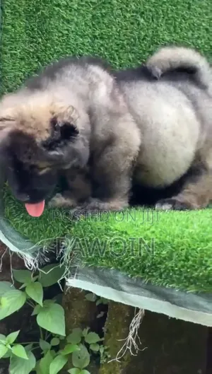1-3 months Female Purebred Caucasian Shepherd