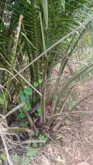 Oil Palm Tree